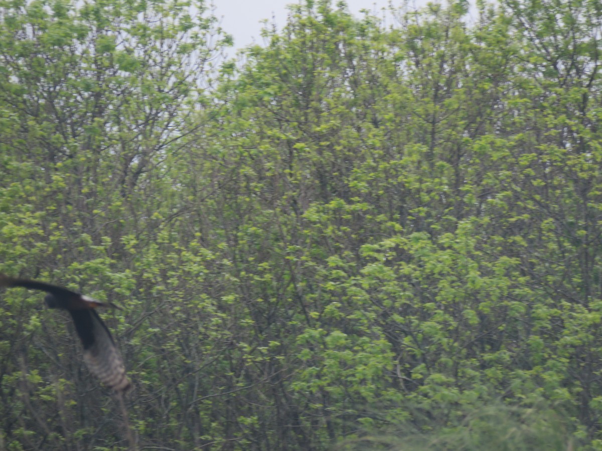 Long-winged Harrier - ML624230403