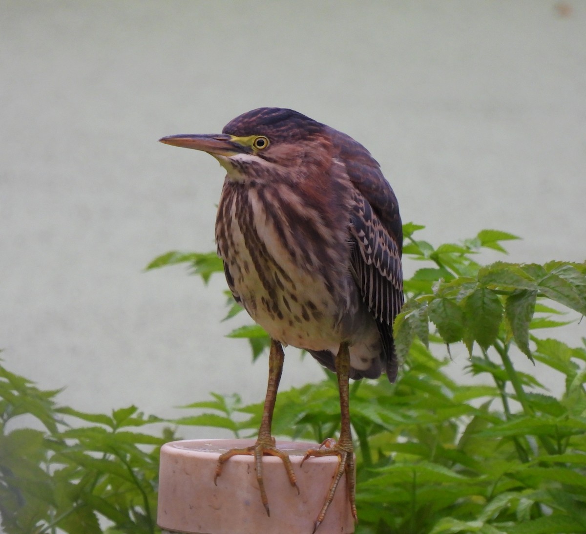 Green Heron - ML624230412