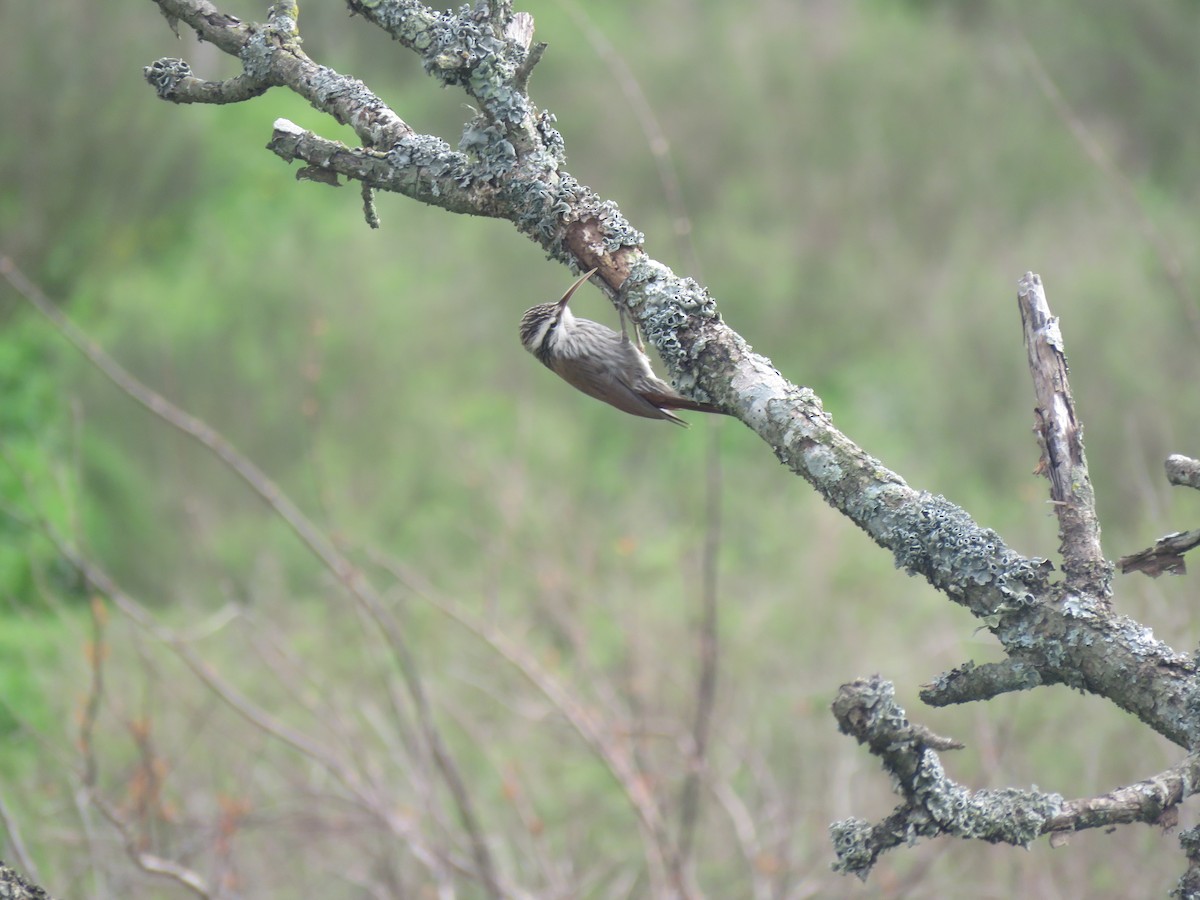 Narrow-billed Woodcreeper - ML624230413