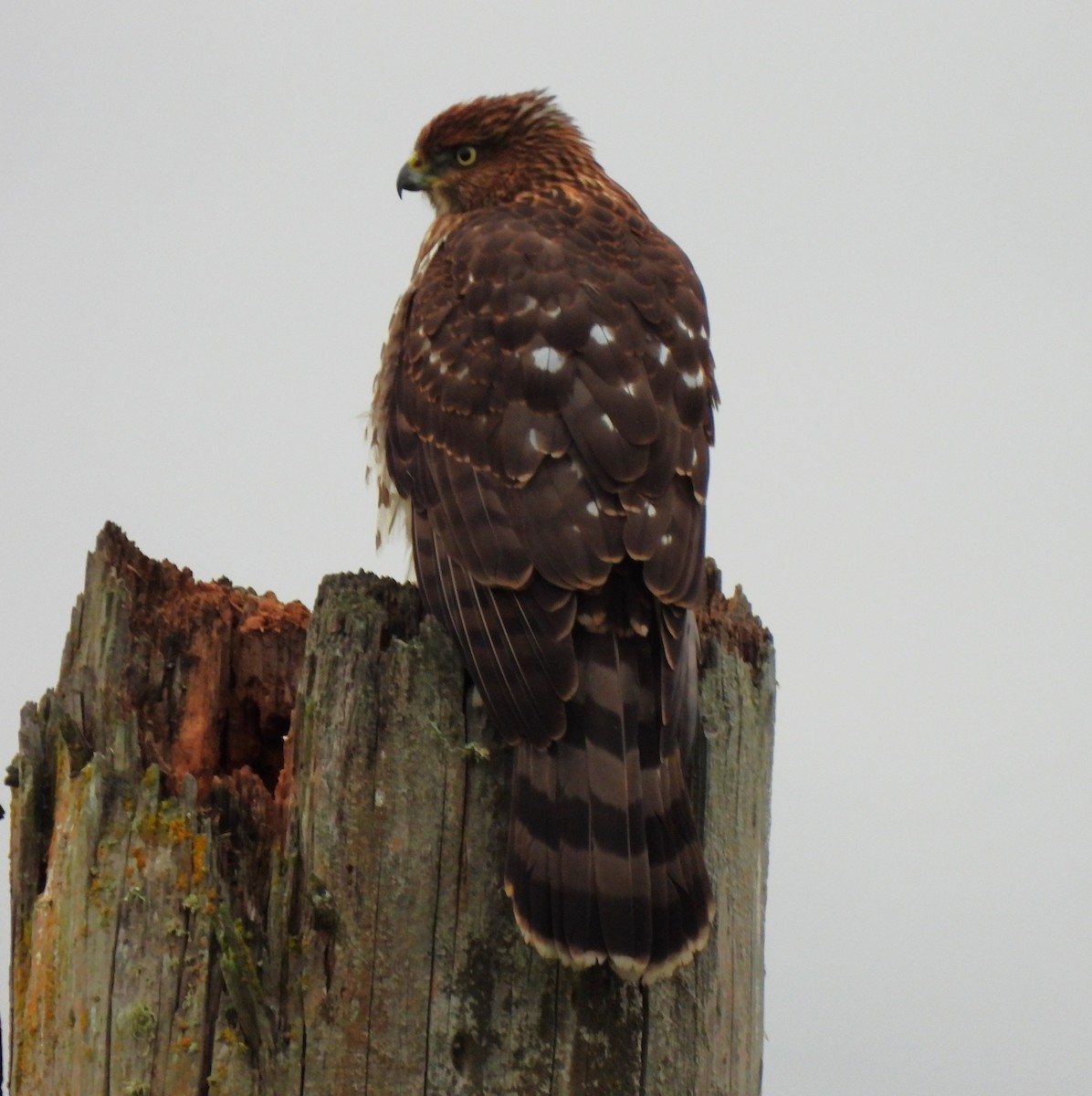 Cooper's Hawk - ML624230426