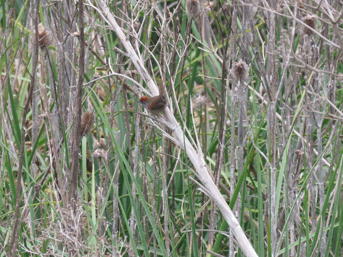 Spix's Spinetail - ML624230428