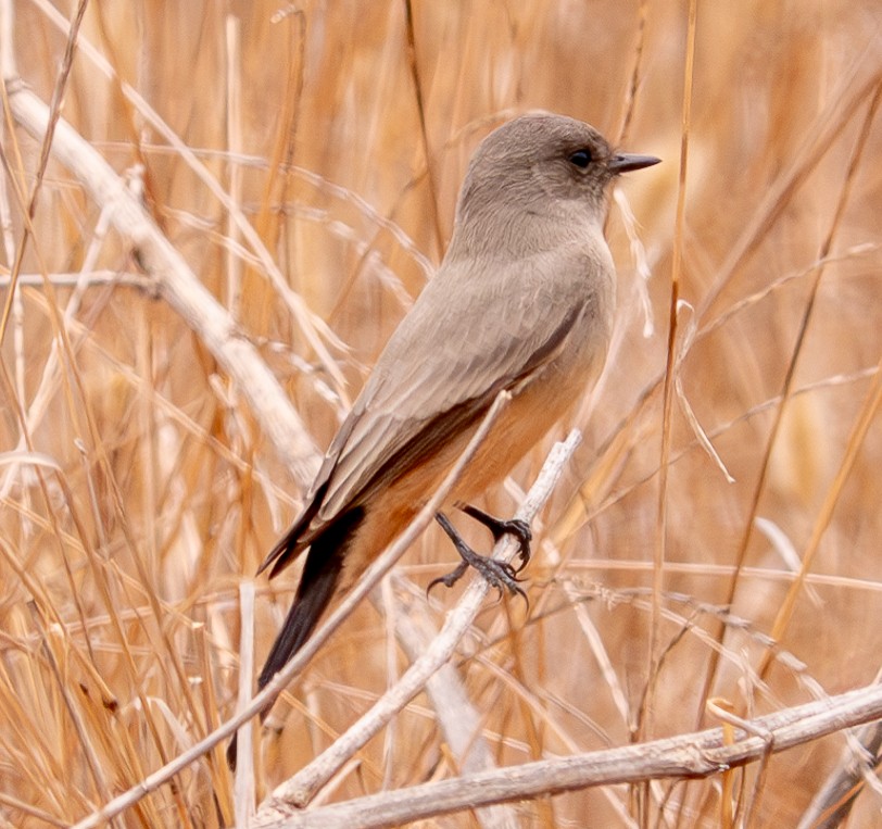 Say's Phoebe - Patty Drew