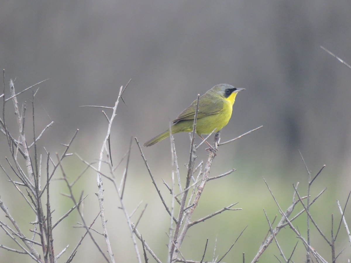 Southern Yellowthroat - ML624230448