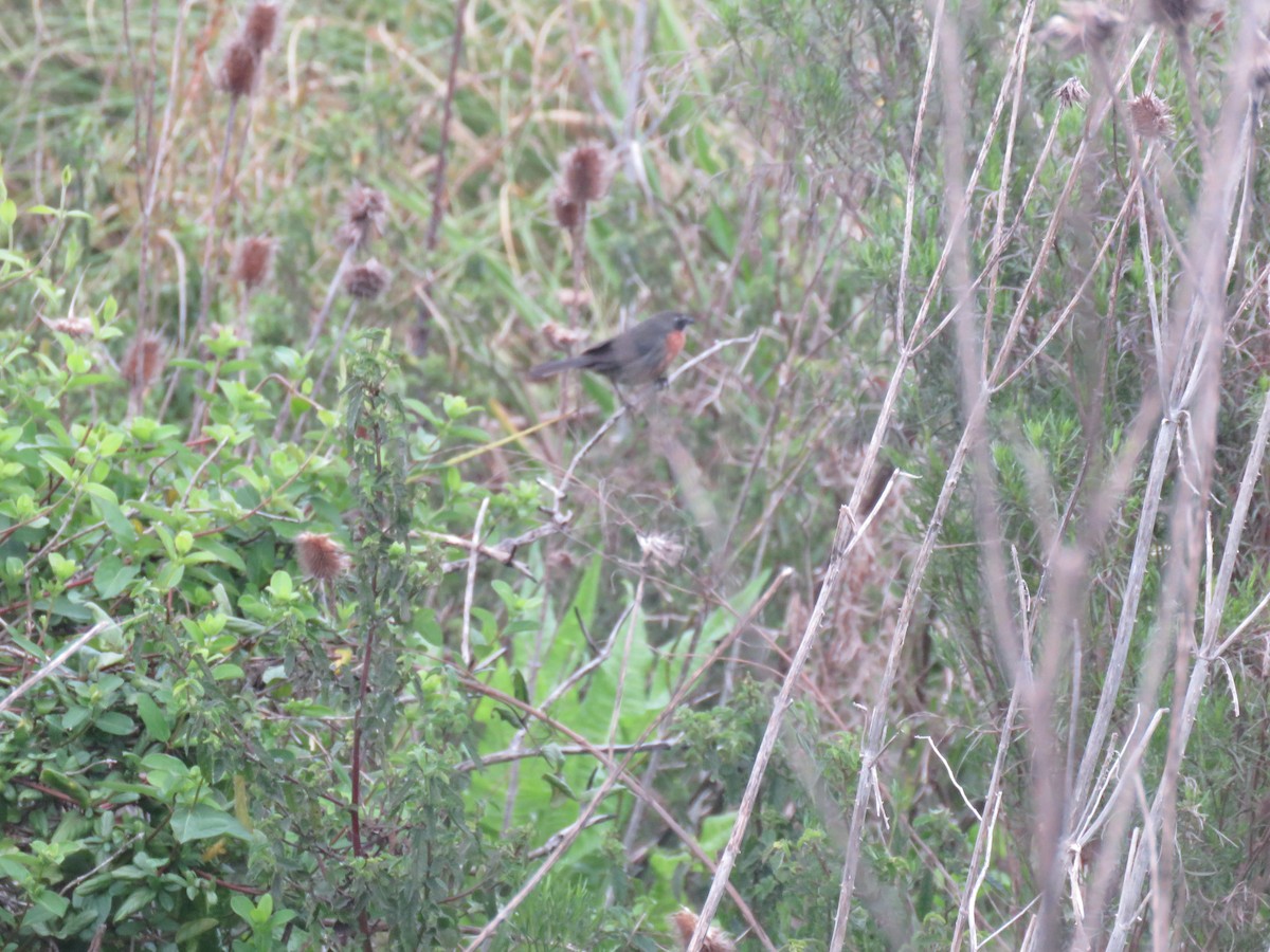 Black-and-rufous Warbling Finch - ML624230454