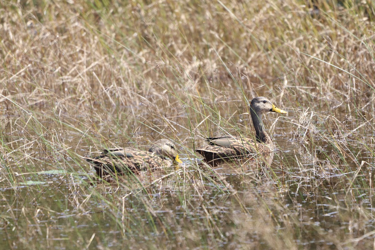 Mottled Duck - ML624230491