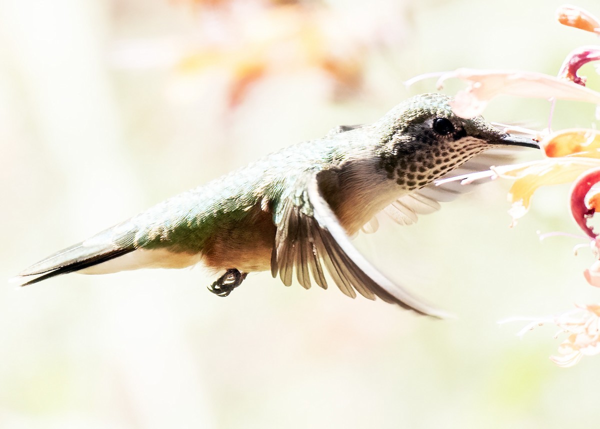 Broad-tailed Hummingbird - ML624230518