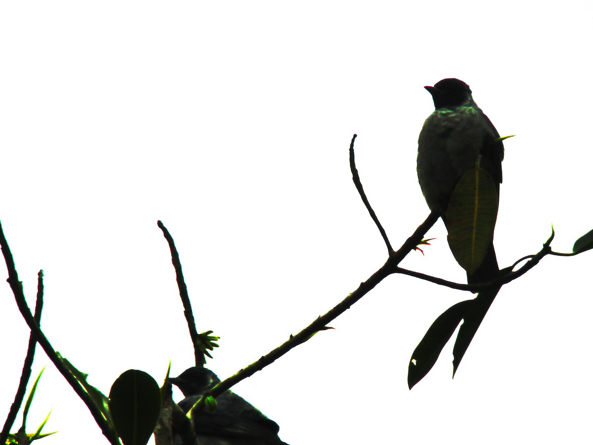 Black-faced Cotinga - Rose Ann Rowlett