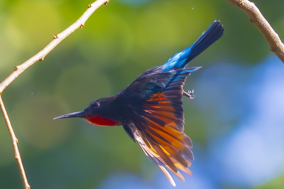 Black Bee-eater - ML624230524