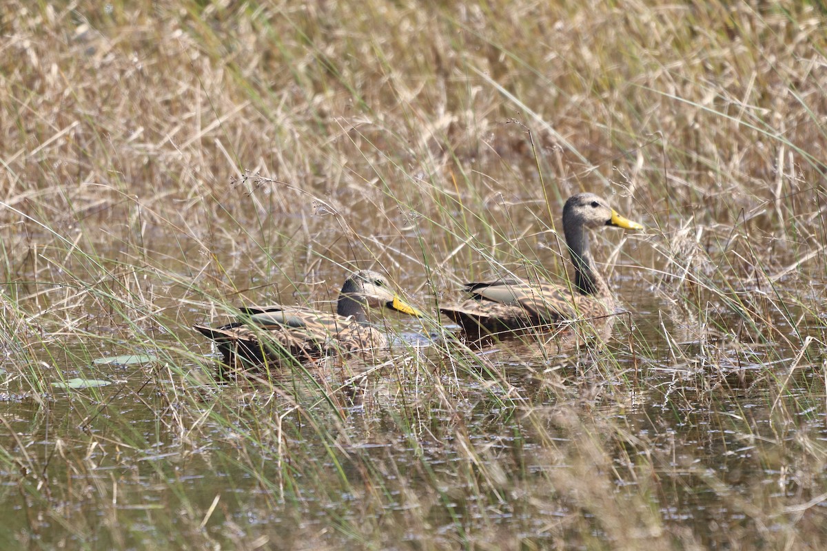 Mottled Duck - Rob Helwig