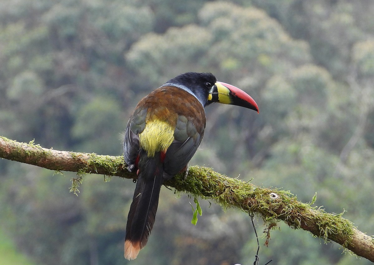 Gray-breasted Mountain-Toucan - ML624230559