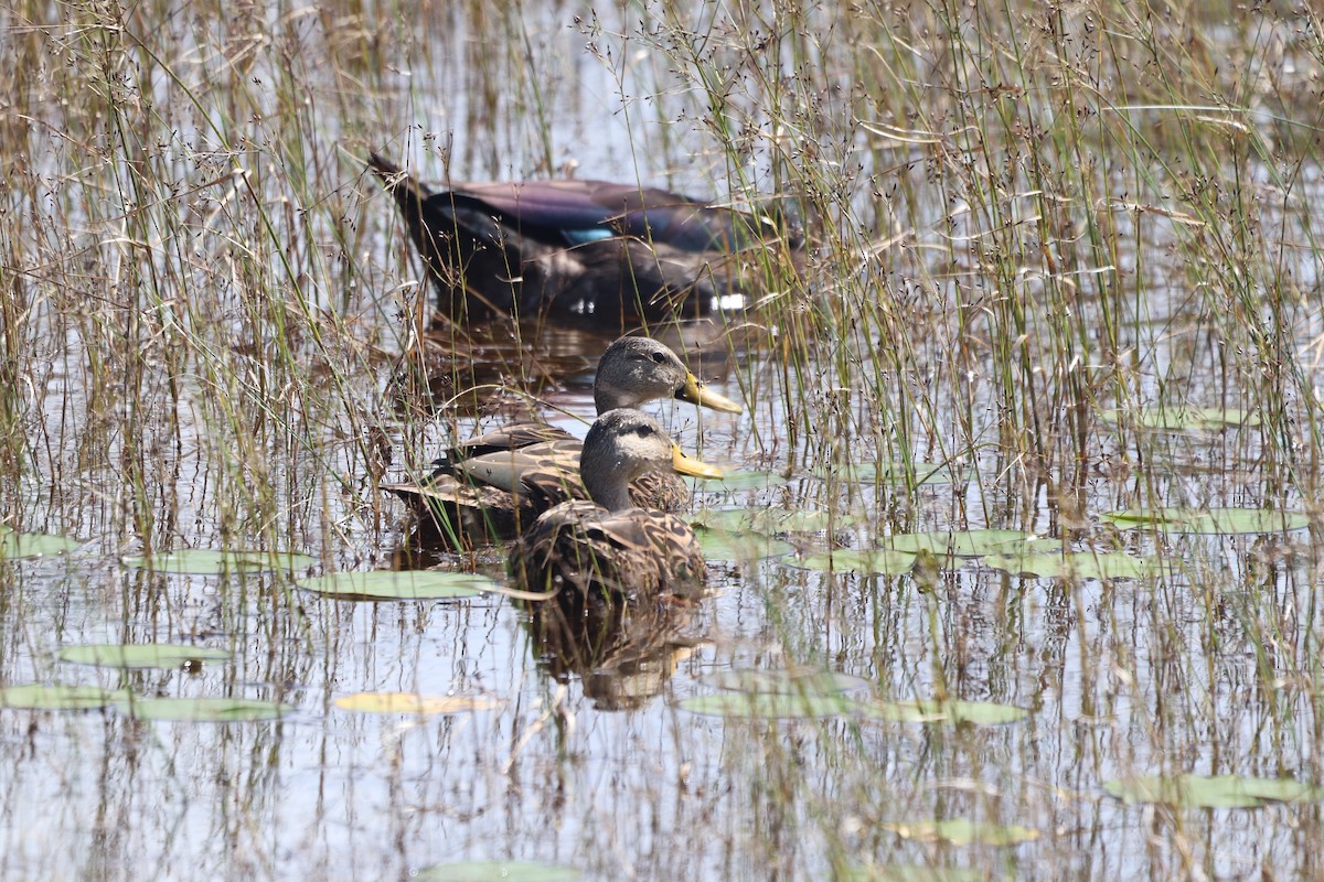 Mottled Duck - ML624230564