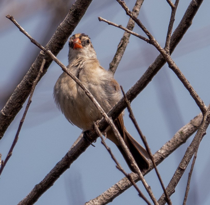 Bruant à couronne blanche - ML624230572