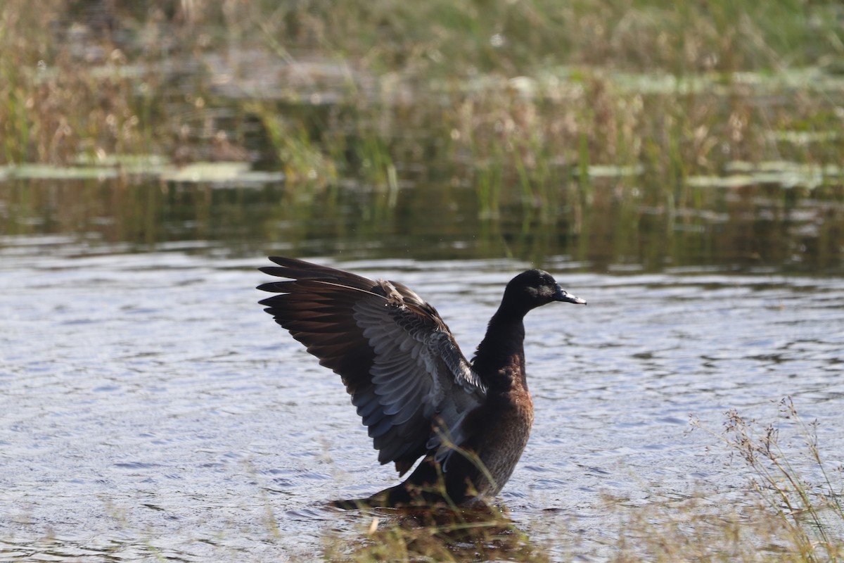 Anatra muta x Germano reale (ibrido) - ML624230578