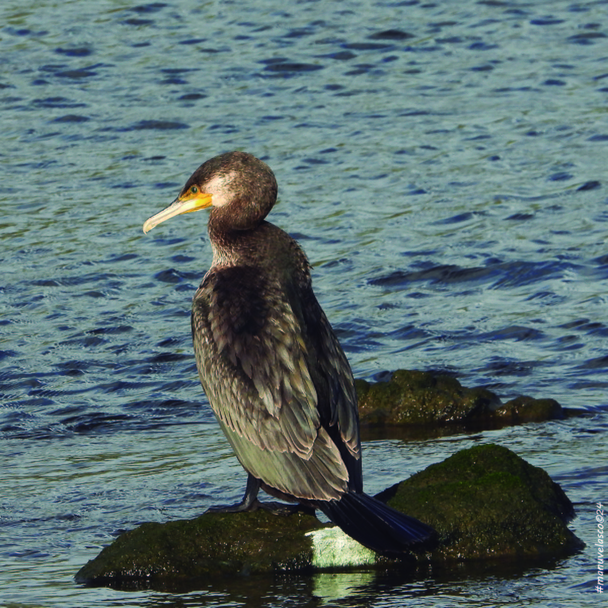 Great Cormorant - ML624230613