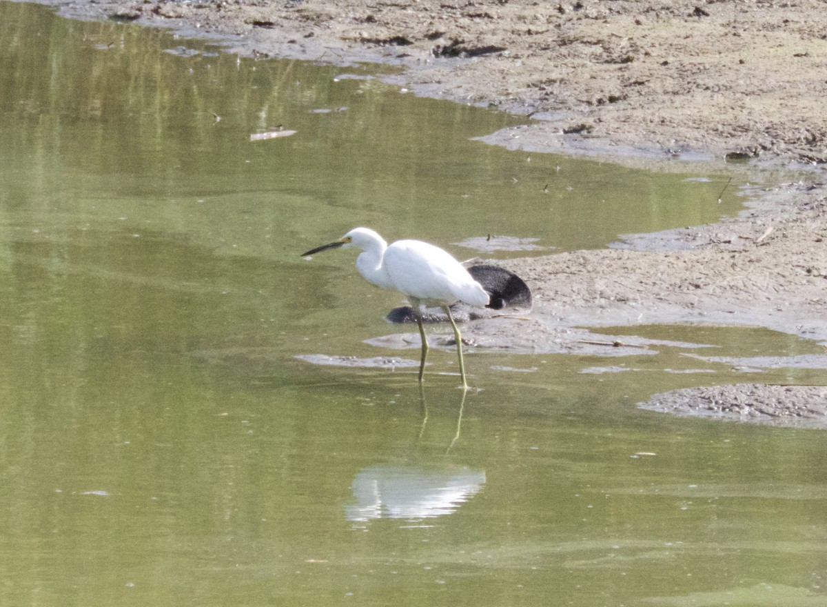 volavka bělostná - ML624230633