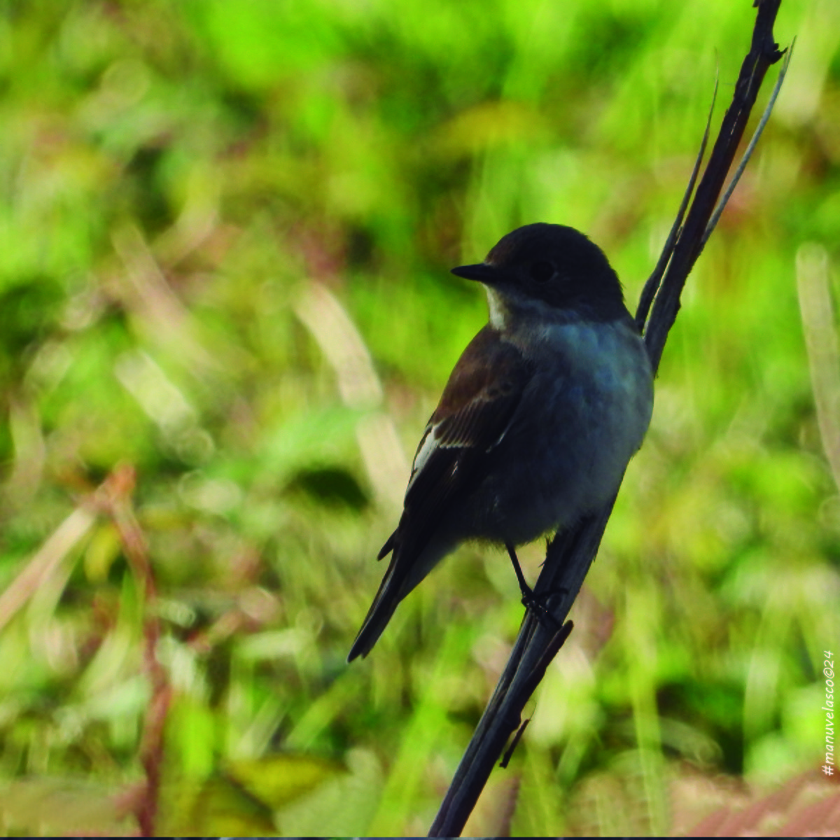 European Pied Flycatcher - ML624230635