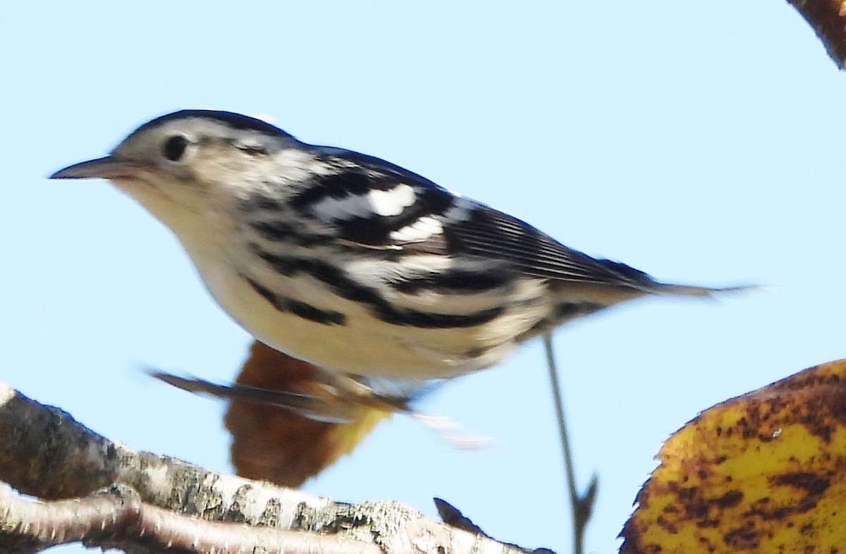 Black-and-white Warbler - ML624230636