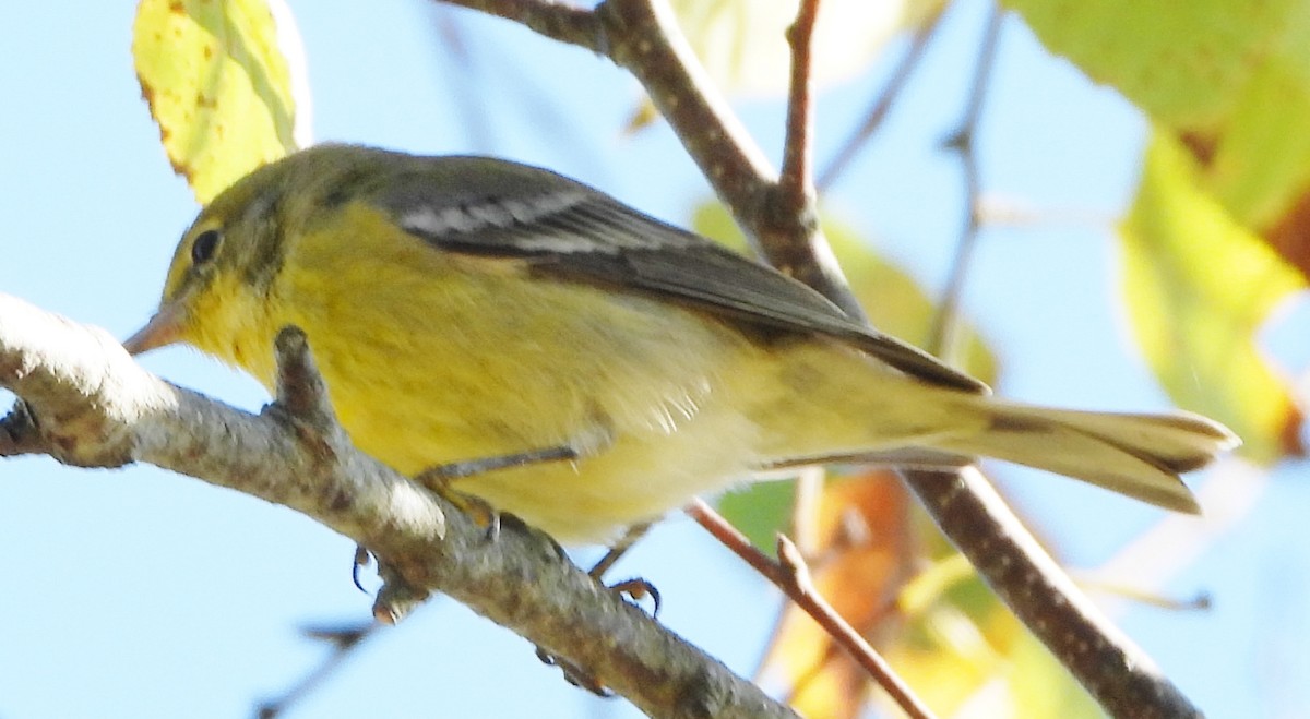 Pine Warbler - alan murray