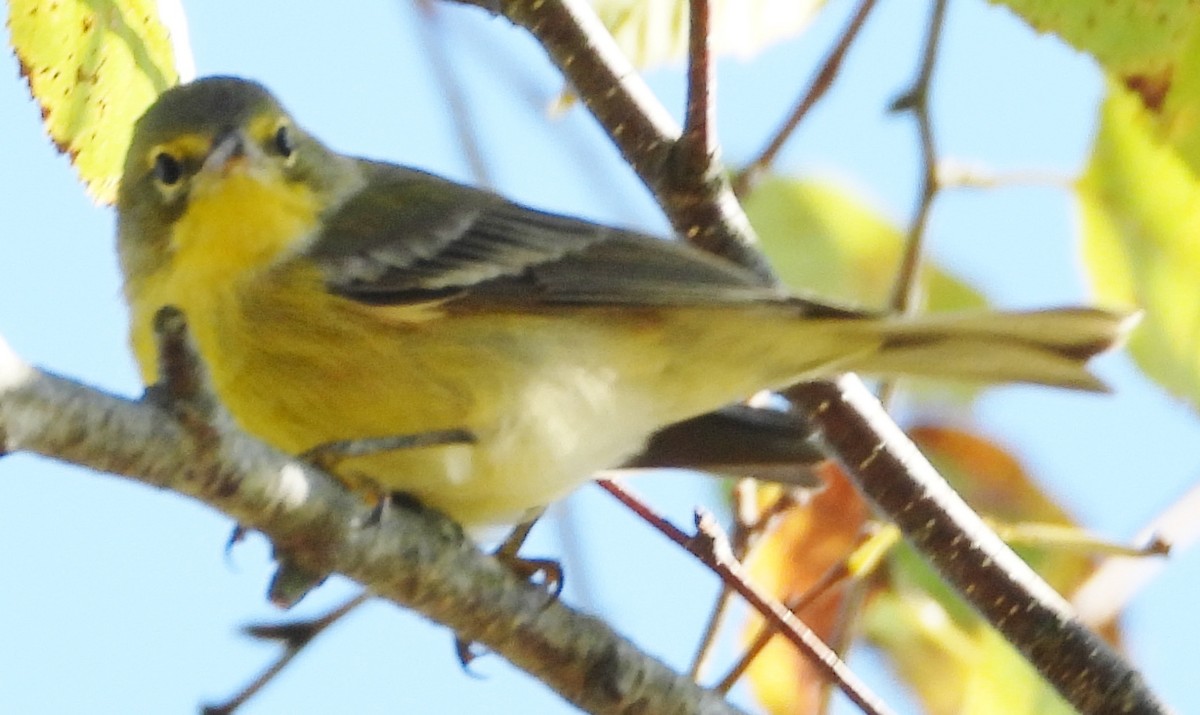 Pine Warbler - ML624230662