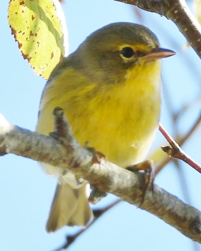 Pine Warbler - ML624230664