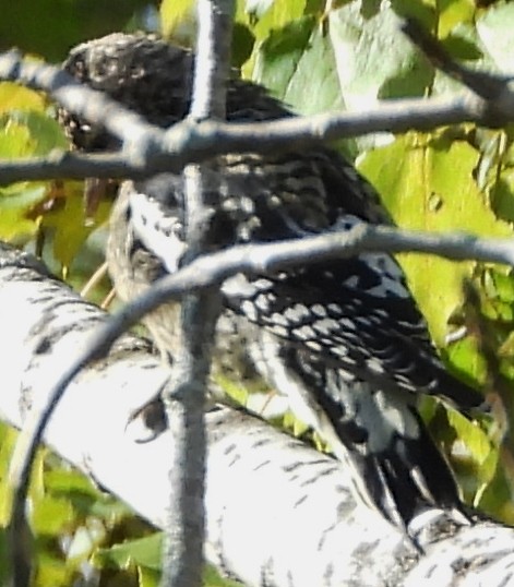 Yellow-bellied Sapsucker - ML624230670