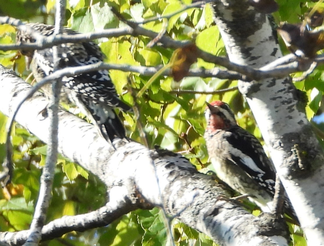 Yellow-bellied Sapsucker - ML624230672