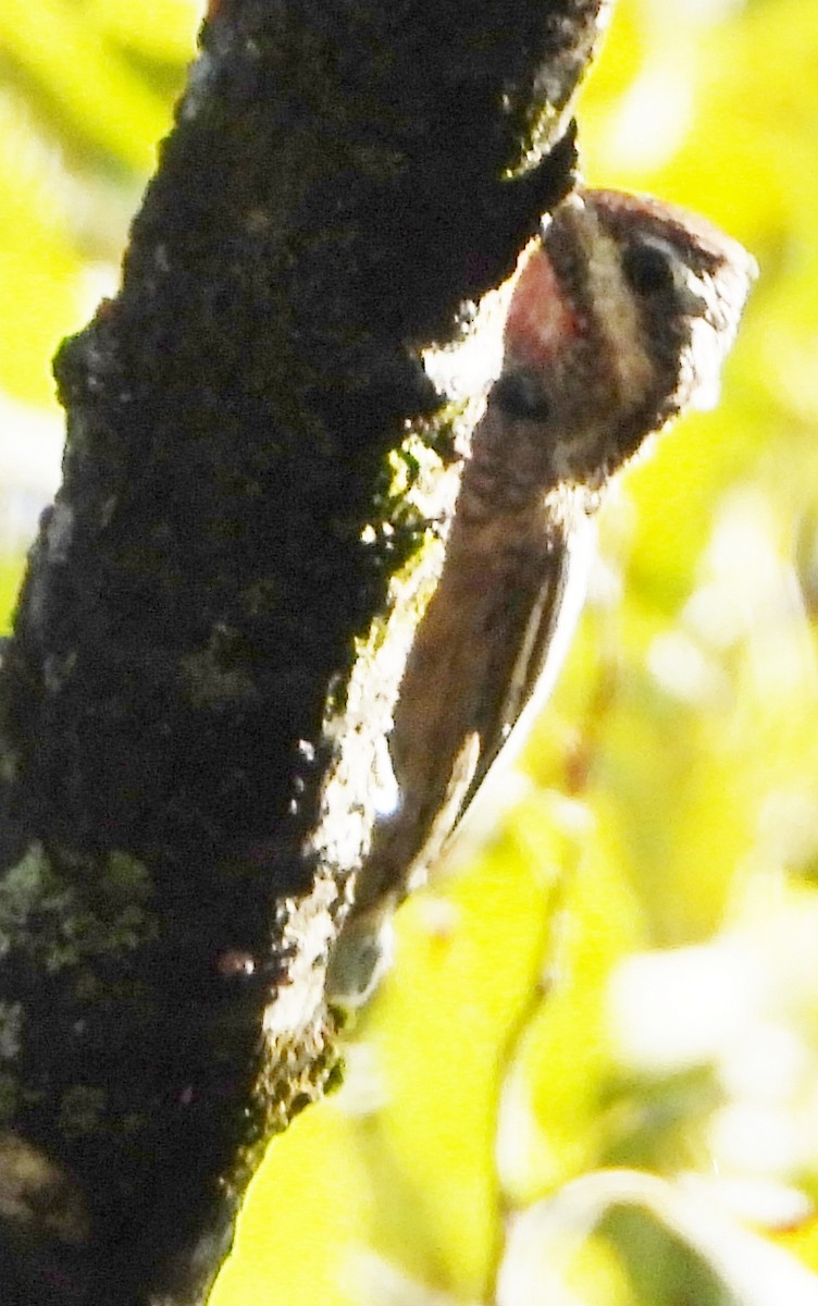 Yellow-bellied Sapsucker - ML624230676