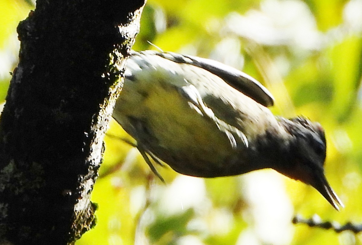 Yellow-bellied Sapsucker - ML624230679