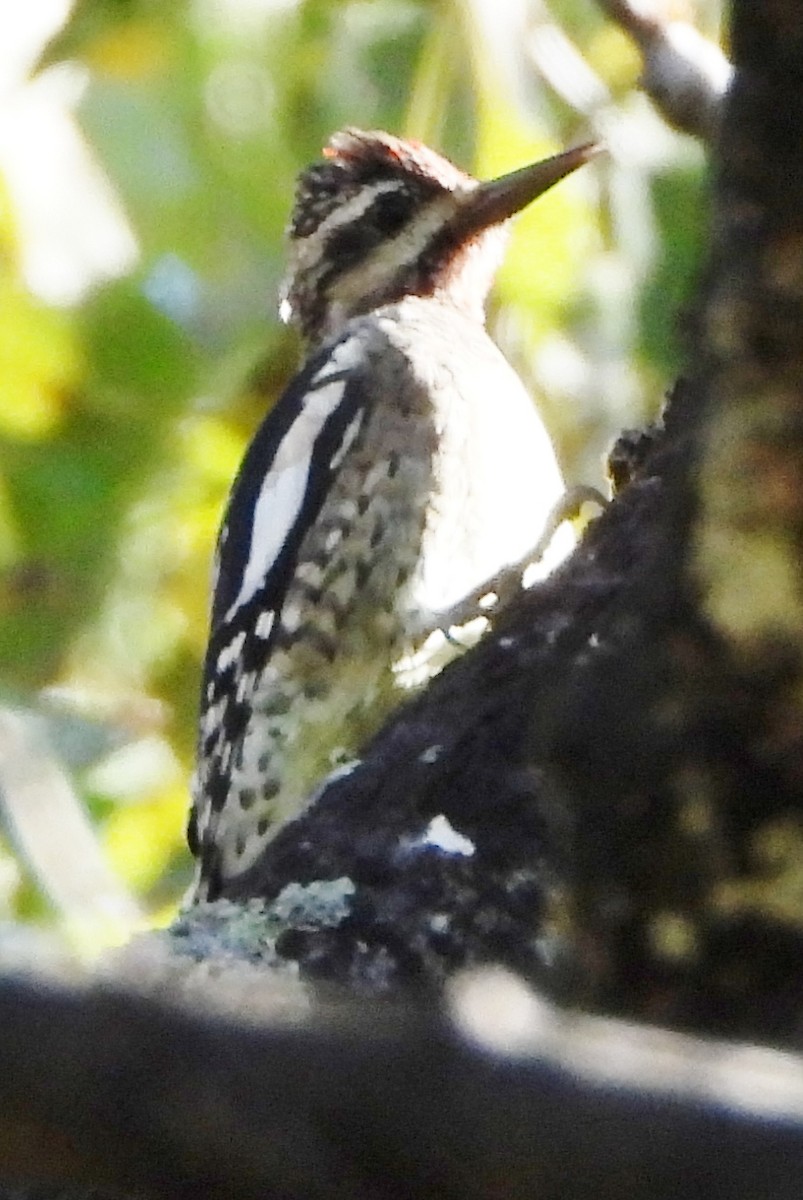 Yellow-bellied Sapsucker - ML624230681