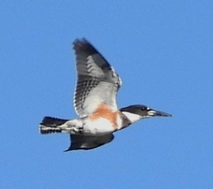 Belted Kingfisher - ML624230693