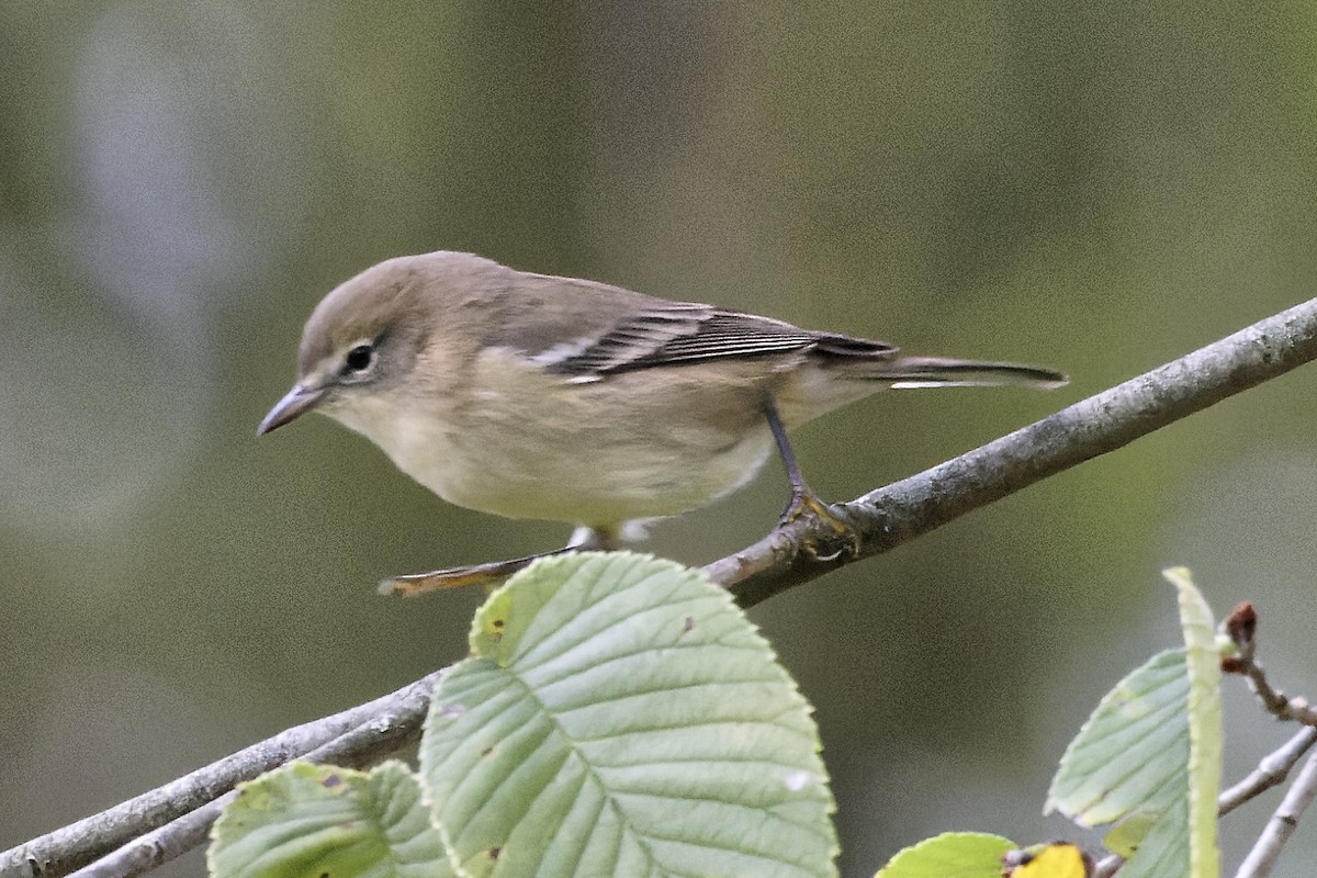 Bay-breasted Warbler - ML624230696