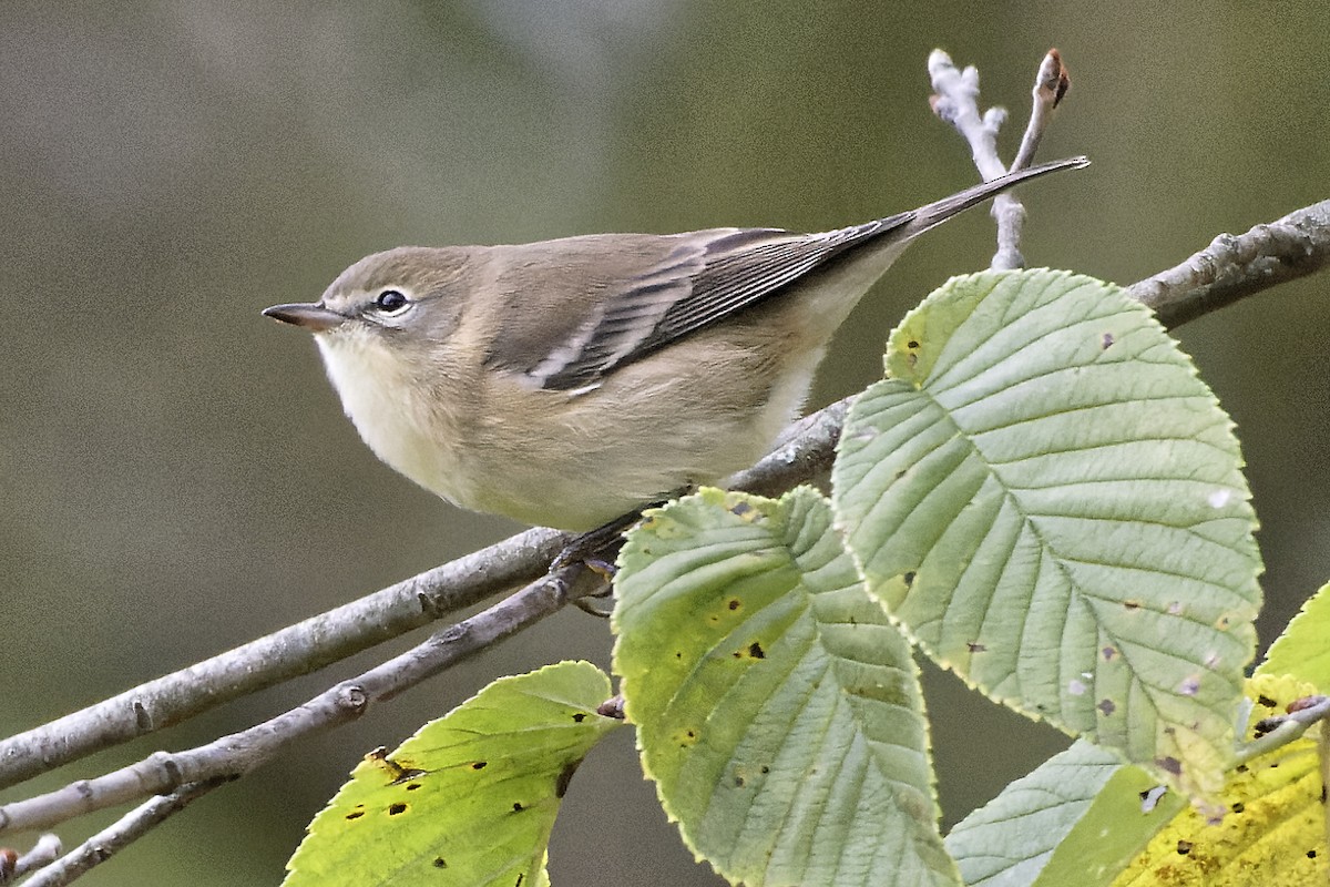 Bay-breasted Warbler - ML624230697