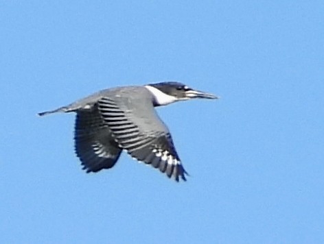 Belted Kingfisher - ML624230698