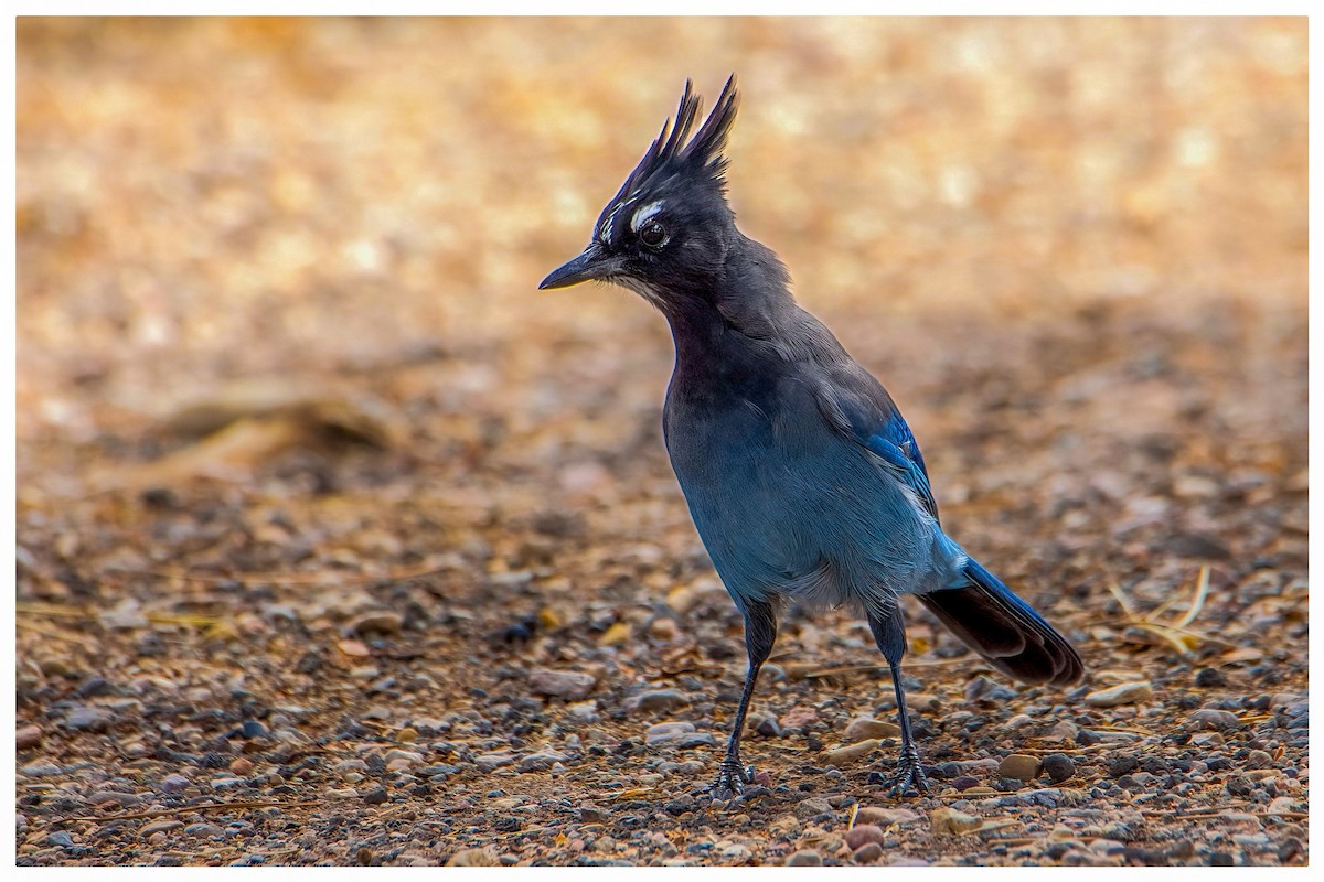 Steller's Jay - ML624230699