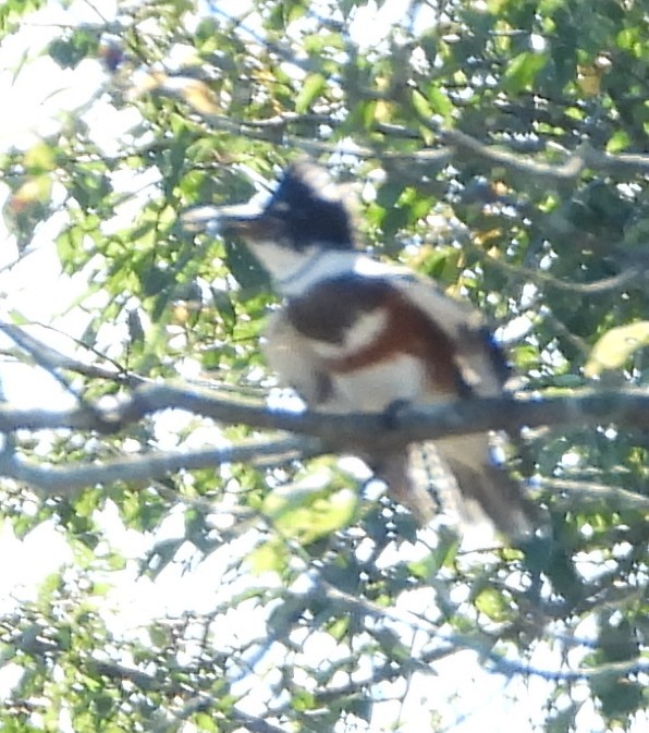 Belted Kingfisher - ML624230700