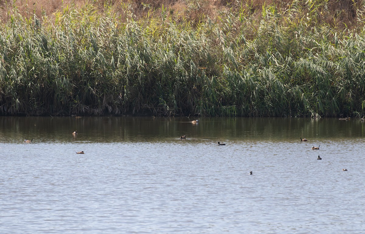 White-headed Duck - ML624230701