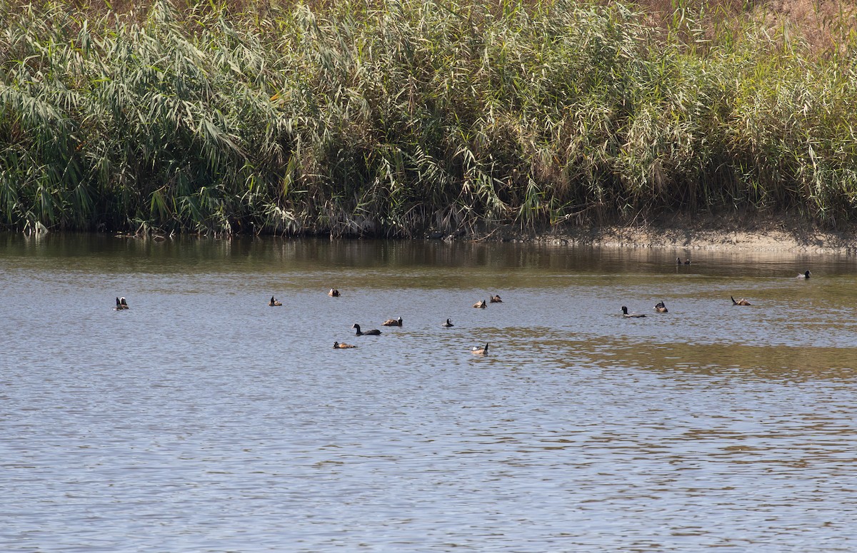 White-headed Duck - ML624230703