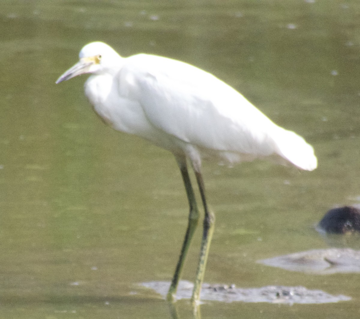 volavka bělostná - ML624230717