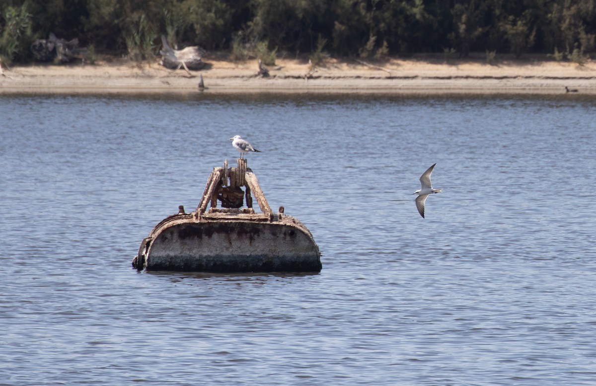 Gull-billed Tern - ML624230718