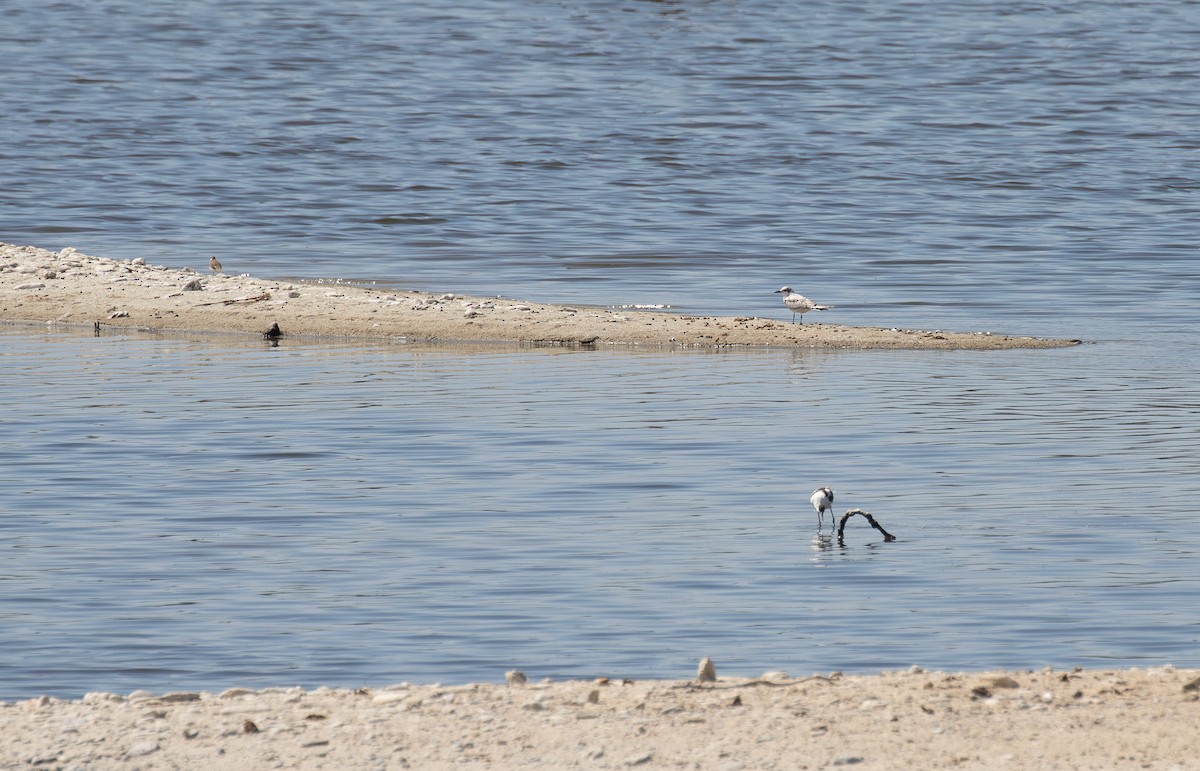 Gull-billed Tern - Jonathan Farooqi