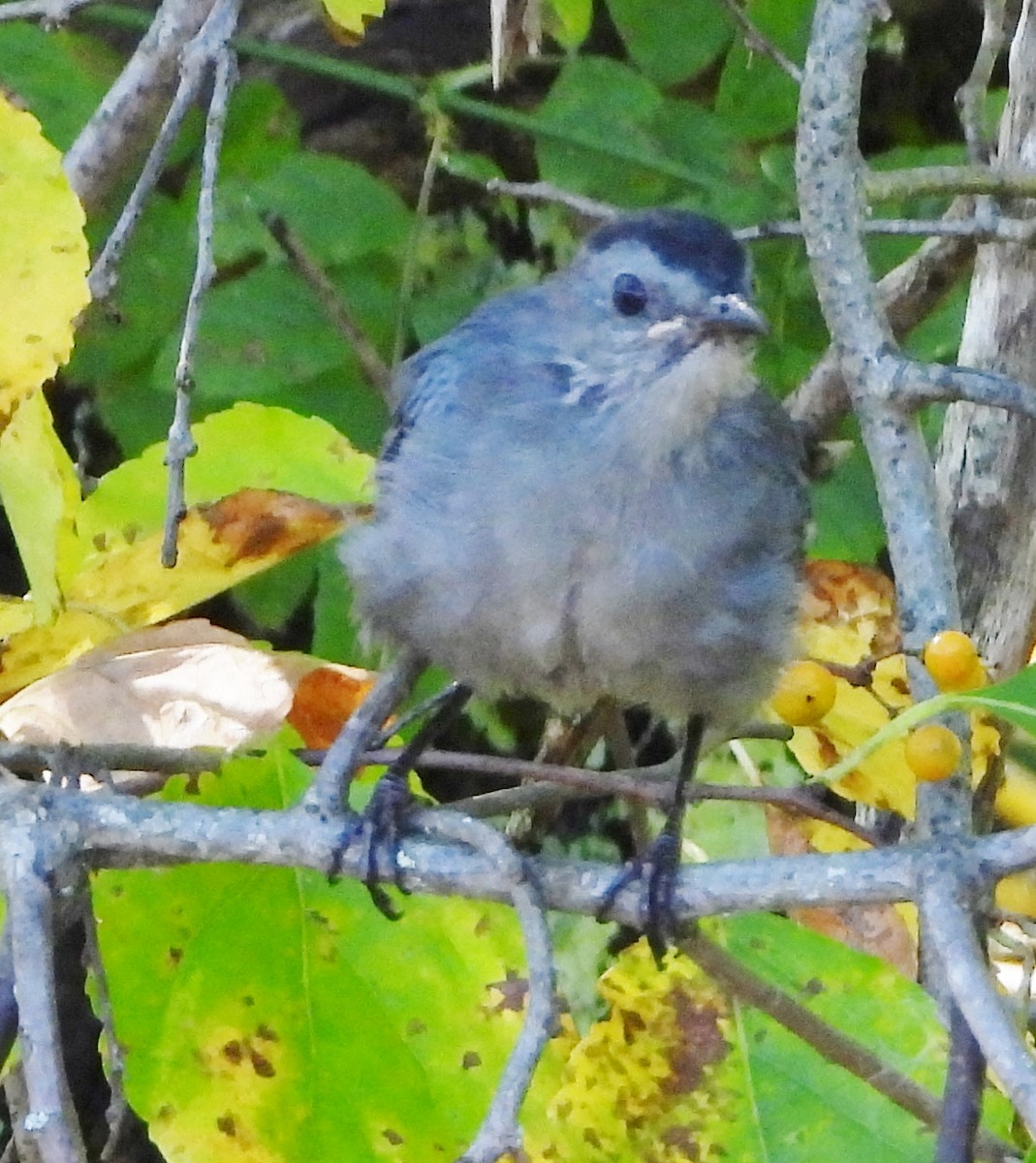 Gray Catbird - ML624230722