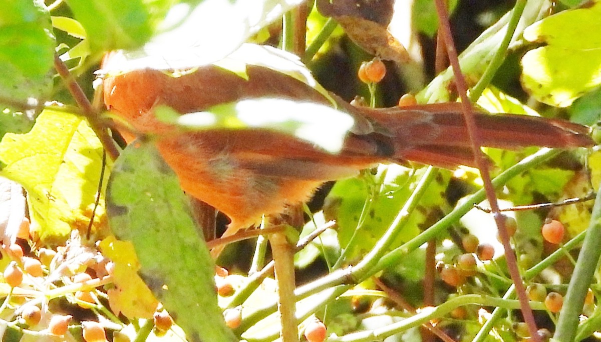 Northern Cardinal - ML624230725