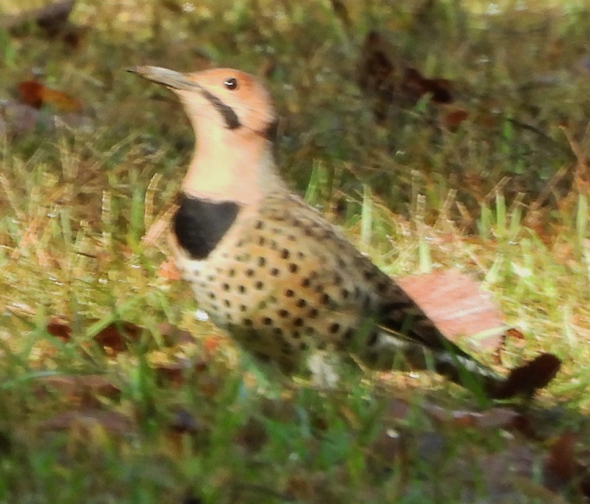 Northern Flicker - ML624230742