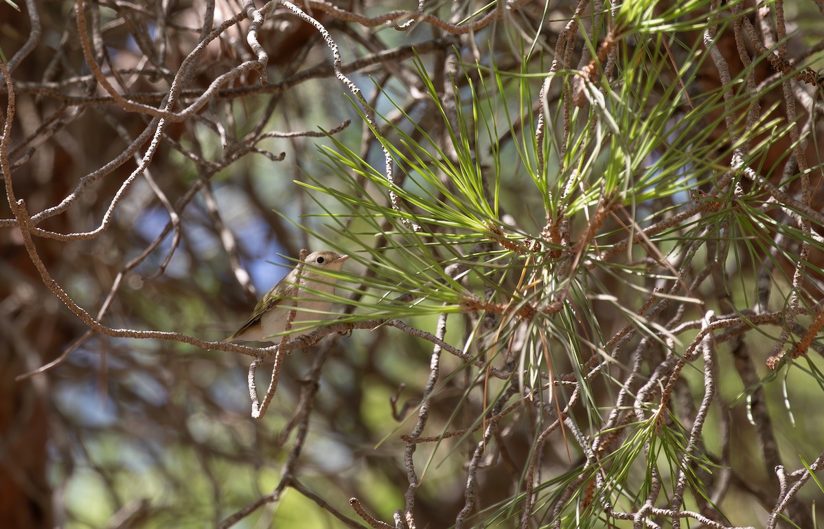 Western Bonelli's Warbler - Jonathan Farooqi