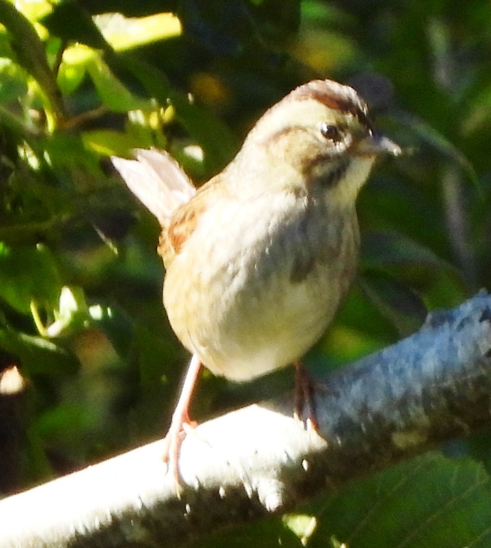 Swamp Sparrow - ML624230753