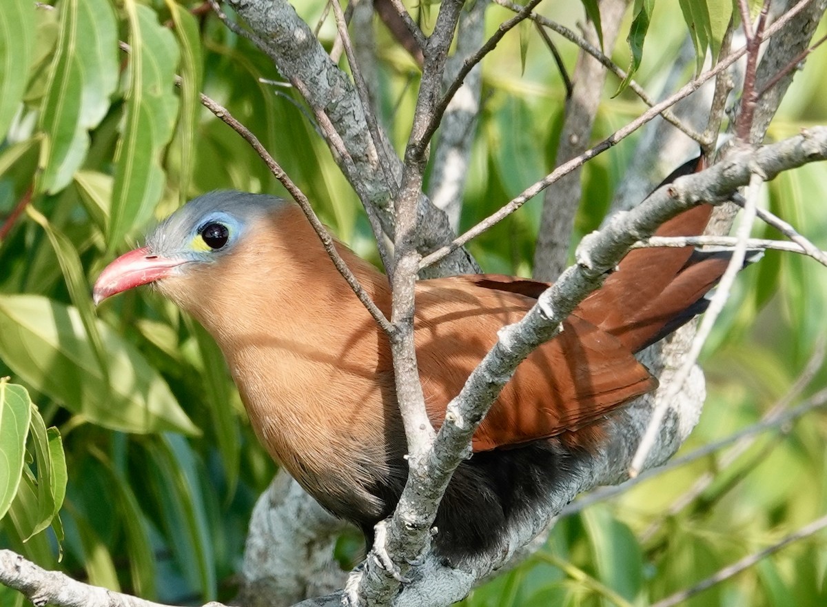 Black-bellied Cuckoo - ML624230756