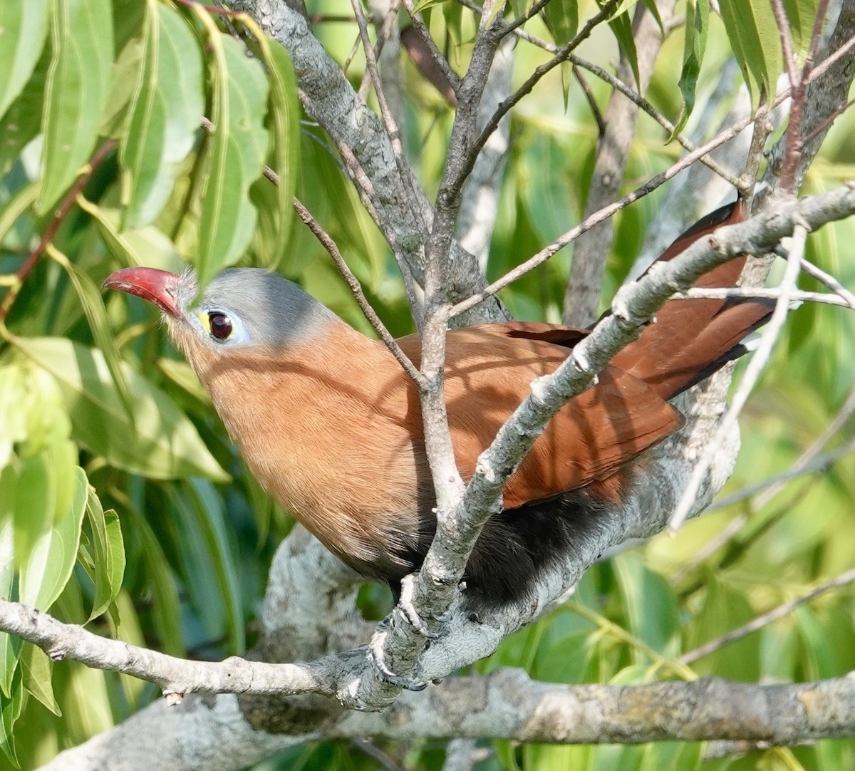 Black-bellied Cuckoo - Jill Punches