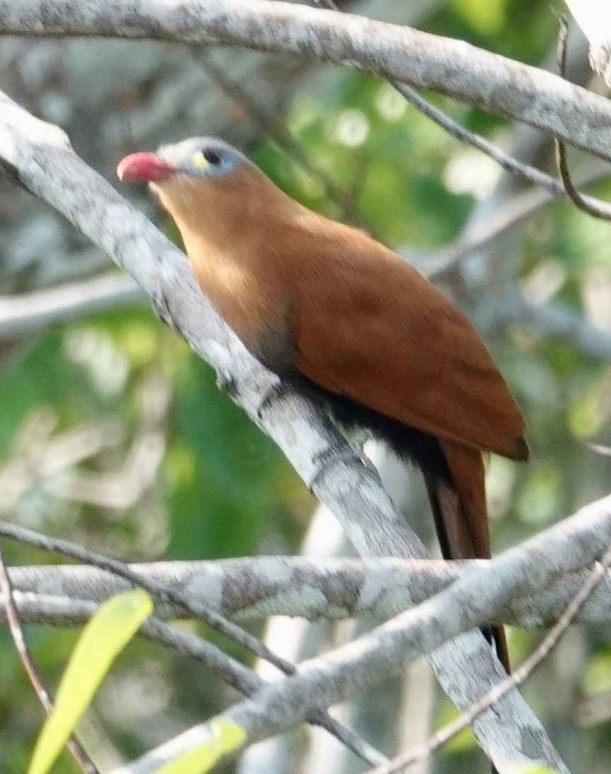 Black-bellied Cuckoo - ML624230759