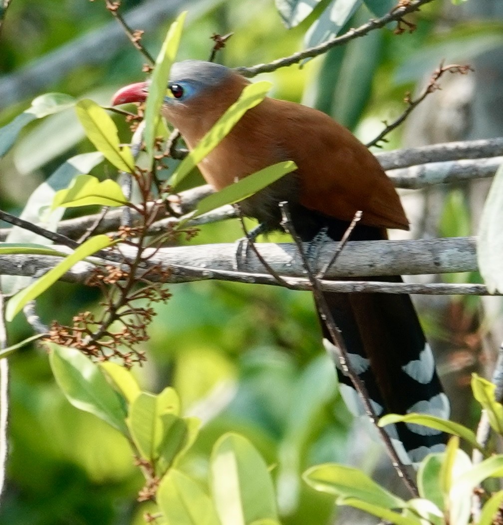 Black-bellied Cuckoo - ML624230760