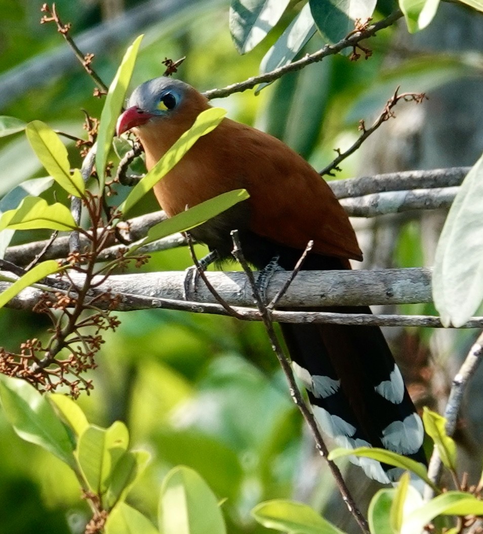 Black-bellied Cuckoo - ML624230761